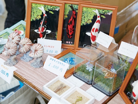 錦鯉の写真や蝶、貝の模型などの模擬店の商品